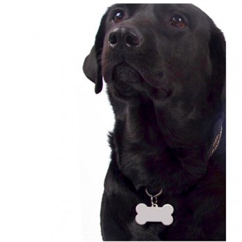 Paslanmaz Gümüş Renk Metal Köpek isim Künyesi Yazısı Dahil
